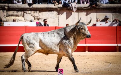 NÎMES – Les chiffres de la Temporada 2024 !