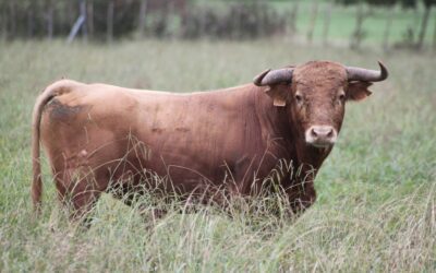 BOUILLARGUES – Présentation des six exemplaires de la novillada sans picadors…*