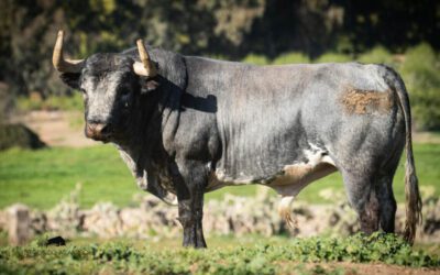 PAMPLONA, SEVILLE et VALENCE annoncent les élevages …