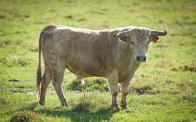 MONT-DE-MARSAN – Les élevages dévoilés !