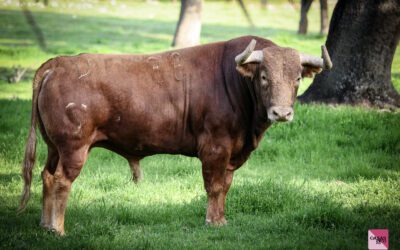NÎMES – Découvrez les toros de la Feria de Pentecote !