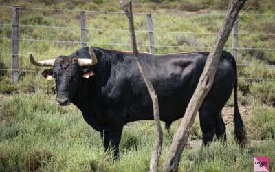 NÎMES – Présentation des toros de Robert Margé pour la corrida du dimanche 8 juin …