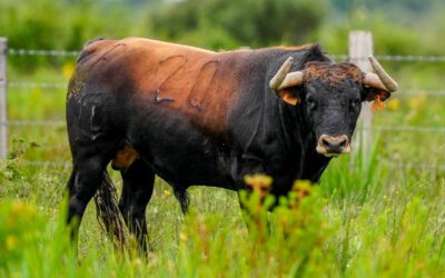 MAUGUIO – Présentation des novillos de la Novillada de la Romeria du 21 juin…
