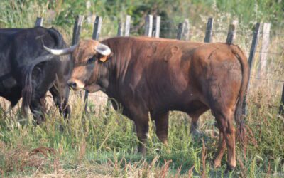 TARASCON – Présentation des novillos de Blohorn pour la novillada du 5 juillet…