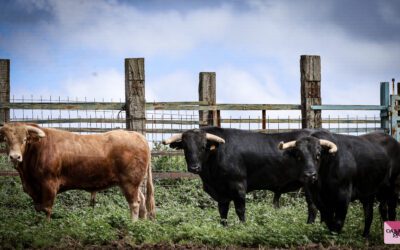 NÎMES – Les novillos de Talavante pour la Novillada de la Cape d’Or…