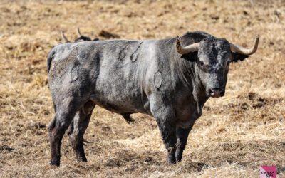 NÎMES – L’interview et les toros de Victorino Martin pour le solo de Borja Jimenez …