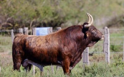 DAX – Les toros de Robert Margé pour la corrida du 13 septembre !