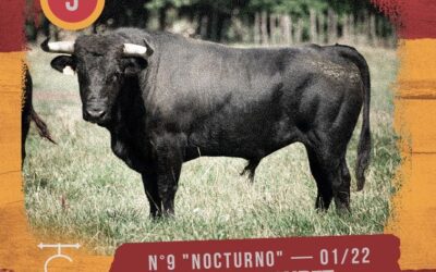 MILLAS – Présentation des novillos de la Novillada du 10 aout.