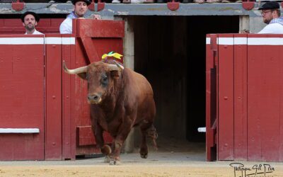 MONT-DE-MARSAN (19.07.2025, tarde) – Naufrage ganadero !