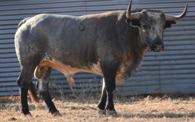 CERET – Les imposants toros de Saltillo pour la corrida d’ouverture !