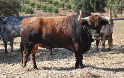 CERET – Impressionnants Toros de Sobral !