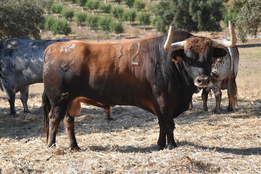 CERET – Impressionnants Toros de Sobral !