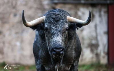 DAX – Découvrez les toros de la Feria 2025 !