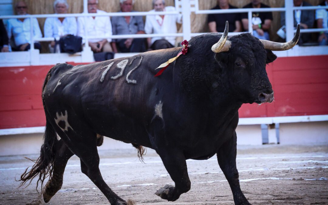 ARLES (14.09.2025) – JUAN LEAL, SAMUEL NAVALON et une importante corrida de MARGÉ !