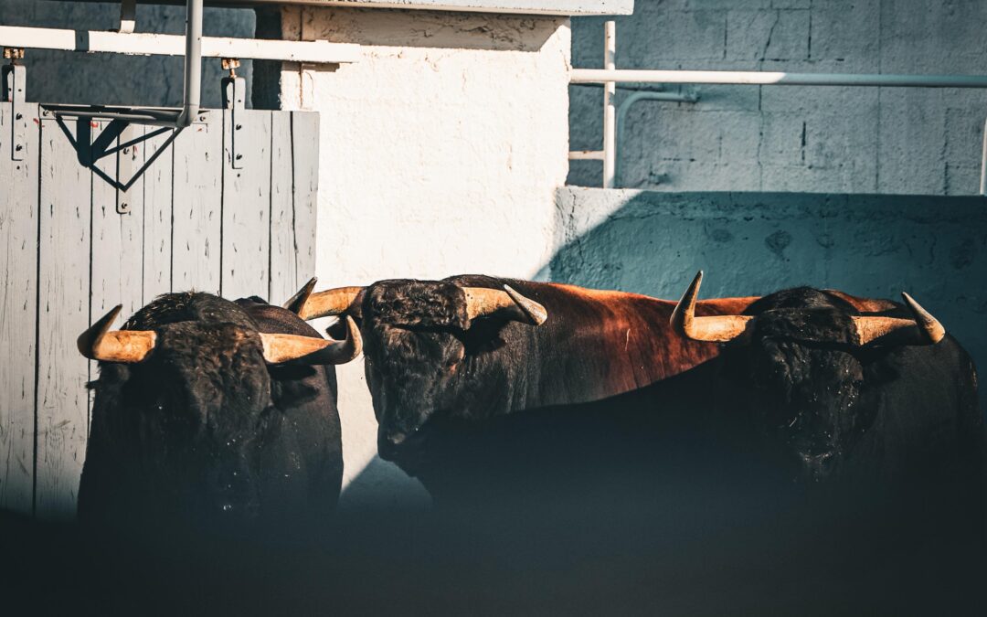 NÎMES – Les toros de la feria sont arrivés aux corrales …