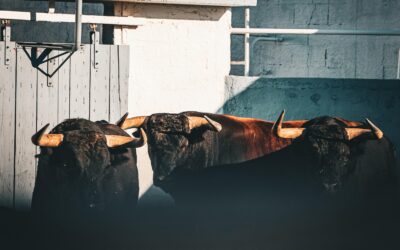 NÎMES – Les toros de la feria sont arrivés aux corrales …