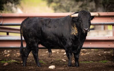 ARLES – Les Toros de Garcigrande pour la corrida d’ouverture…