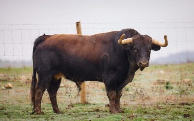 ARLES – Un lot spectaculaire de Murteira Grave pour le lundi de Pâques !