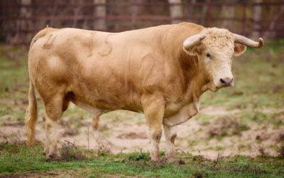 ARLES – Le retour des toros de Torrealta !