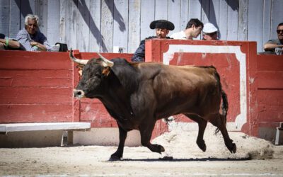 ARLES (05.04.2026, matinale) – Une oreille partout et de bons “Novillos de France” …