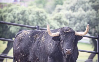 NÎMES – Les toros de Virgen Maria pour la corrida d’ouverture …
