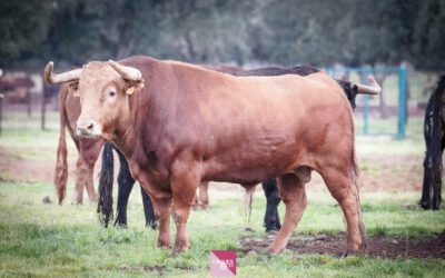 NÎMES – Présentation des toros de Pedraza de Yeltes du lundi 25 mai…