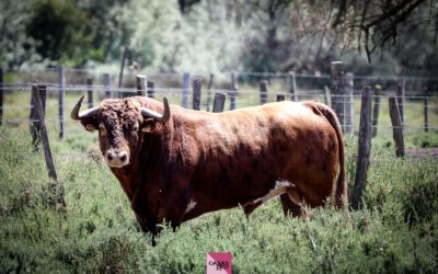 NÎMES – Les toros de Robert Margé pour la corrida des six toreros français !