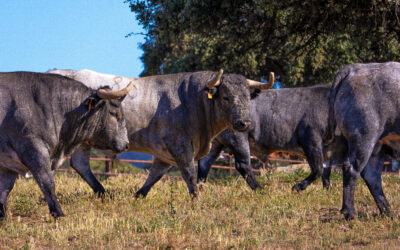 AIRE-SUR-L’ADOUR – Découvrez les toros d’Adolfo Martin pour la corrida du dimanche 21 juin !