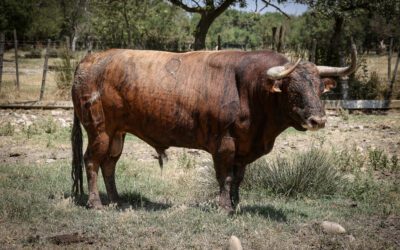 LUNEL – Présentation des toros de la Corrida 100% française du samedi 18 juillet…