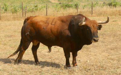 BEAUCAIRE – Les toros de Calejo Pirès pour la corrida du 25 juillet !
