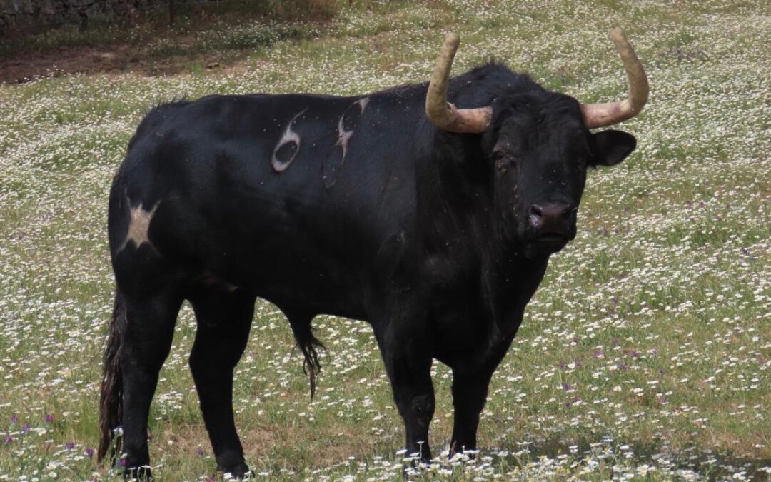 VAUVERT – Présentation des toros de Nuñez de Tarifa pour la corrida du 9 aout !