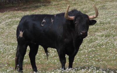 VAUVERT – Présentation des toros de Nuñez de Tarifa pour la corrida du 9 aout !