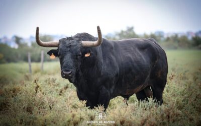 Présentation des toros de Robert Margé pour la corrida du dimanche 16 aout !